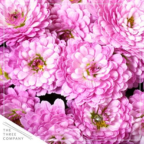 Chrysanthemum (2 Pack) - Pink Blooms, Live Fall Flowering Perennial, 13" Tall by 12" Wide in 3 Qt Pot - Image 2
