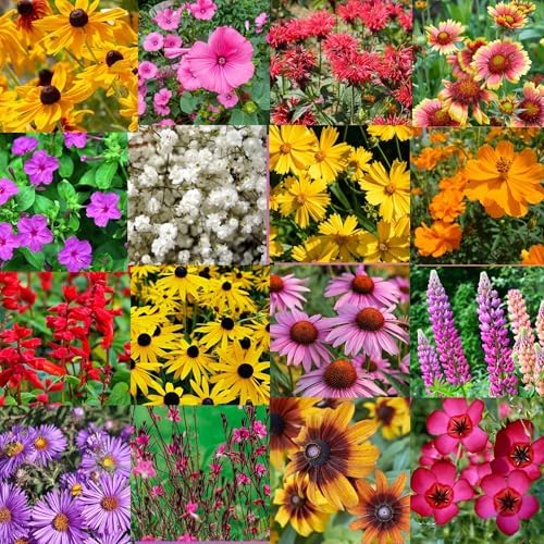 Southeastern Wildflower Seed Mix – 16 Annual & Perennial Species – Wildflowers for Southeastern Gardens – Pollinator Friendly – 1 lb Covers 2,000 Sq Ft – Paper Street Perennials® - Image 7