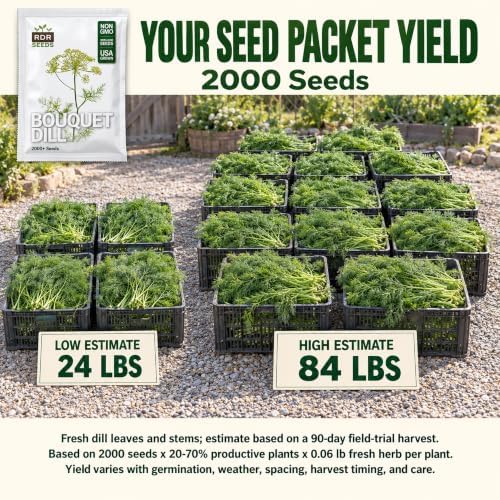 2000 Dill Seeds for Planting (Bouquet Variety) – Heirloom, Non-GMO, USA Grown Herb for Indoor/Outdoor Planting, Perfect for Pickling & Cooking by RDR Seeds - Image 2