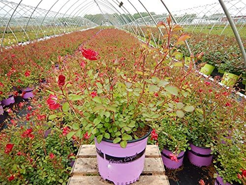 Live Plant from Green Promise Farms Flower Carpet Roses ROSA `FLOWER CARPET RED` Red Flower Shrub #2 Size Container Red - Image 2