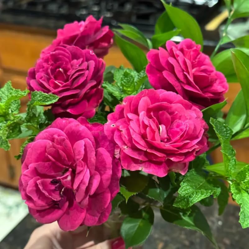 Rich Purple Climbing Roses Live Plants, Fragrant Starter 5-9" Tall - Image 2
