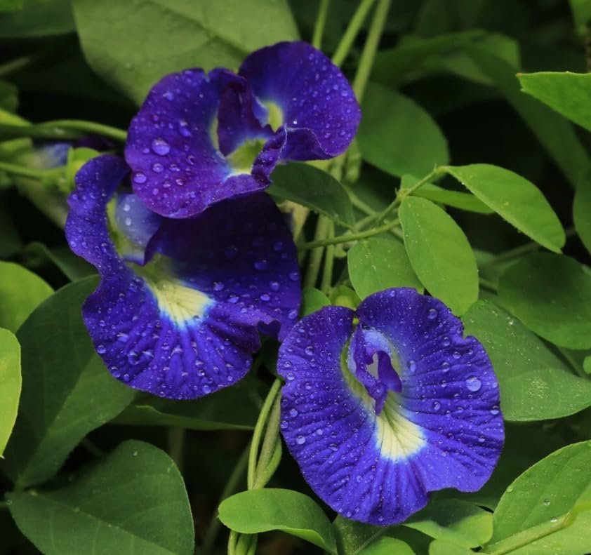 Live Blue Butterfly Pea Flower Plant Clitoria Ternatea Vine Tropical Vine Plant Climbing Butterfly Pea Tree 4 Inch Pot, No Ship CA - Image 4