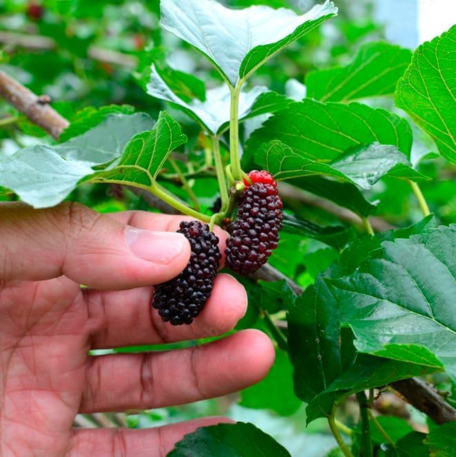 Mulberry Dwarf Everbearing Plant (4 Pack) | Real Live Fruit Plants for Sale| Easy to Grow Live Plants for Organic Gardens | Ideal for Home Gardens, Organic Landscaping, and Indoor or Outdoor Planting. - Image 2