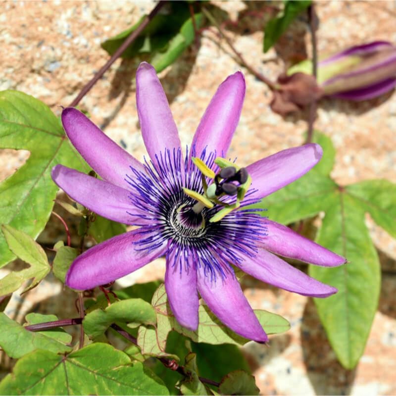 Lavender Passion Flower Live Plant, Passiflora Trellis Vine, 4-8 Inches - Image 5
