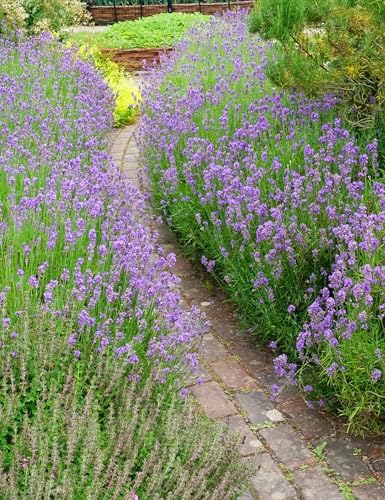Seed Needs Vera Lavender Seeds to Plant Non-GMO & Heirloom Herbs XL Pack - Image 2