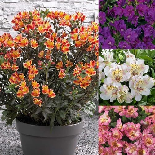 Mixed Color Alstroemeria Seeds 30 PCS Perennial Peruvian Lily Flower Seeds for Outdoor Garden Planting - Image 4