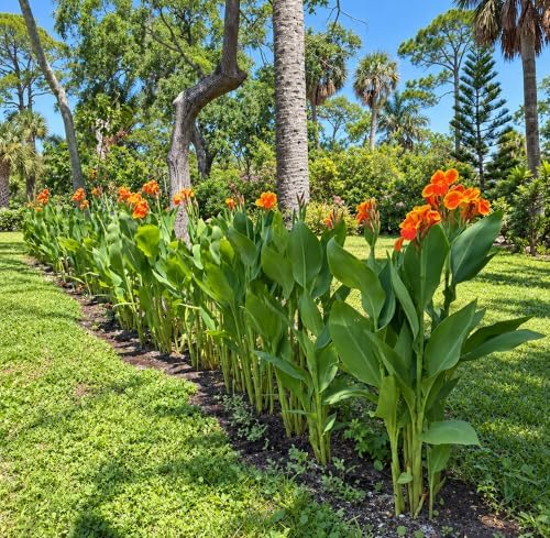 Yellow and Orange Canna Lily Rhizomes/Bulbs, Yellow King Humbert (12) - Image 3