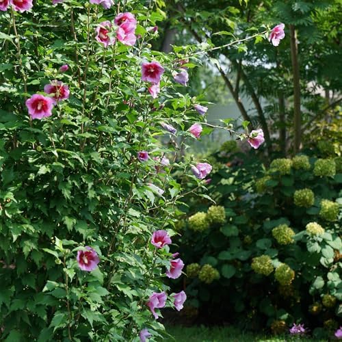 Proven Winners 2 Gal. Purple Pillar Rose of Sharon (Hibiscus) Shrub - Image 6