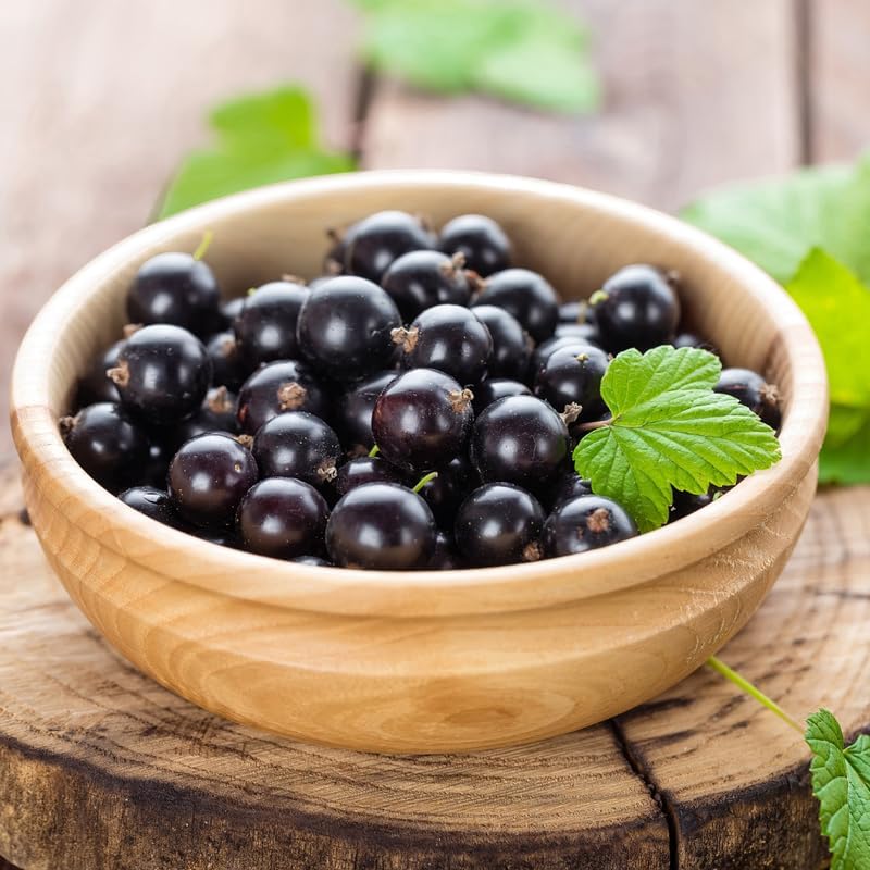 Consort Black Currant Plant Live, Hardy Edible Landscape Shrub 1 Year Old - Image 7