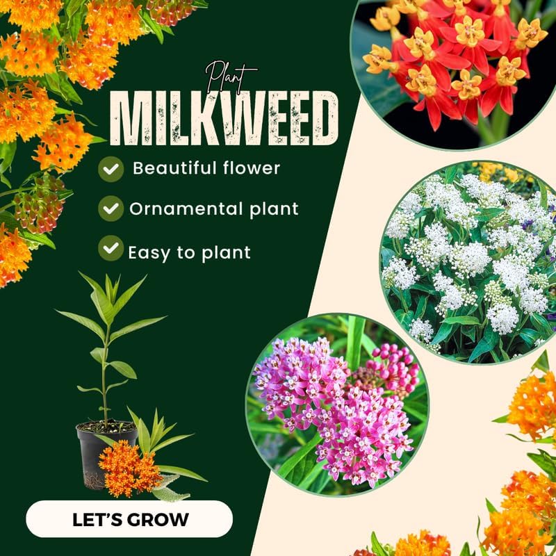 2 Mixed Butterfly Milkweed Plants Live, Native Flower Plant, 4-9 Inch Tall - Image 4