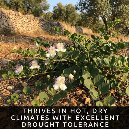 Caperbush Seeds to Grow | Edible Capers | Mediterranean Shrub | 100 Seeds - Image 4
