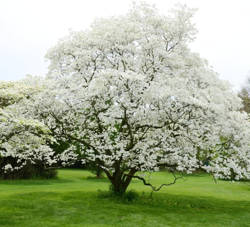 White Kousa Dogwood Tree Live Plant, Ornamental Tree, 6-12 Inch Tall - Image 2