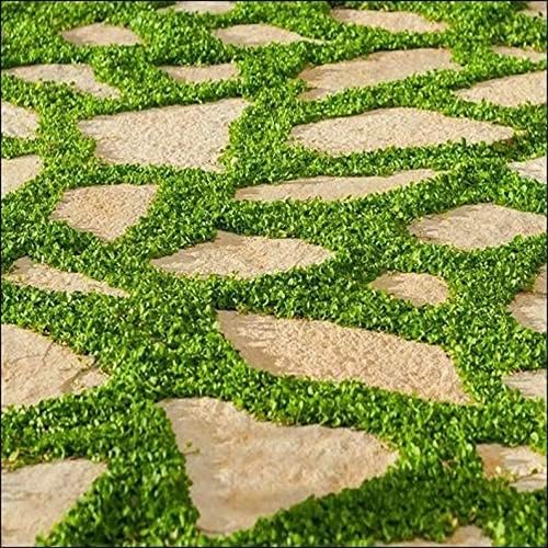 Carpet Vine Seeds - 200+ Dichondra Seeds to Grow - Ground Cover Plant - Image 3