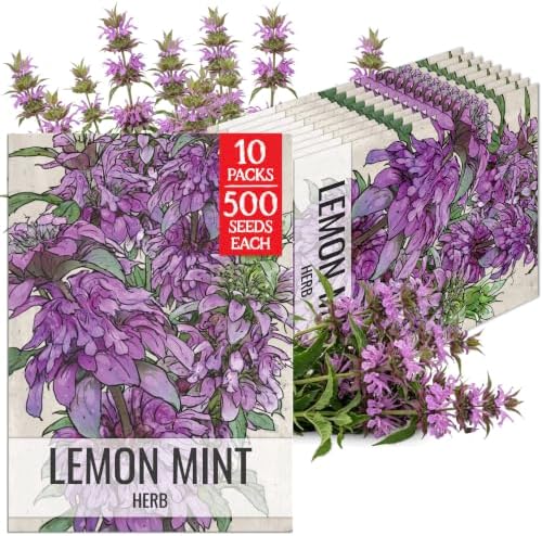 Seed Needs Lemon Mint Seeds to Plant an Herb Garden - 10 Packs by SeedNeeds