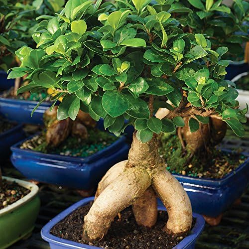 Brussel's Bonsai - Medium Ficus Live Bonsai Tree, Potted Indoor Plant - Image 4