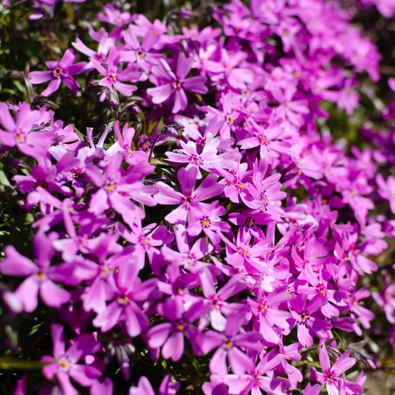 2 Pink Creeping Phlox Live Plants, Perennial Flowers, 4" Pot - Image 3