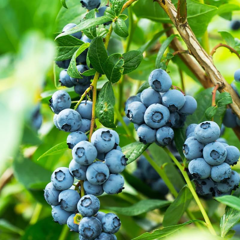 2 Duke Blueberry Plants Live, Sweet Berry Shrub, 5-12" Tall by AVERAR