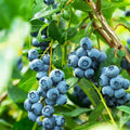 2 Duke Blueberry Plants Live, Sweet Berry Shrub, 5-12" Tall by AVERAR