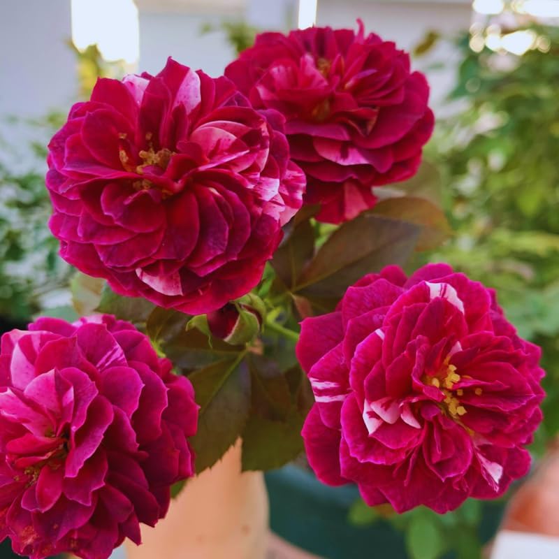 Purple Red Climbing Roses Live Plant, Rose Plant, 5-7 Inch Tall by PlantsSeedsBulbs