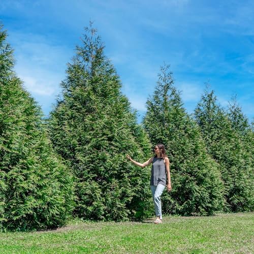 Perfect Plants Thuja Green Giant Arborvitae, 1 Gal (8-Pack), Privacy Trees - Image 7