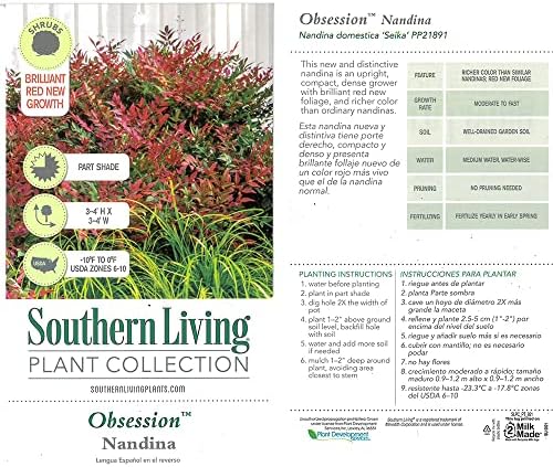 2.5Qt SL Obsession Nandina - Image 4