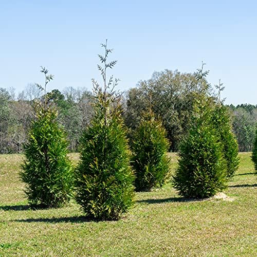 Perfect Plants Thuja Green Giant Arborvitae, 1 Gal (8-Pack), Privacy Trees - Image 5