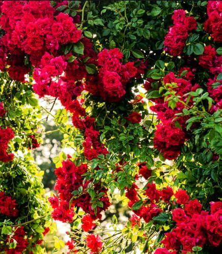 100+ Red Climbing Rose Seeds Ornamental Rosa Bush Vine Climber Long-Blooming - Image 3