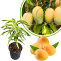 Sweet Mango Tree Live Plant, Tropical Fruit, 3 Gallon Pot by Unknown