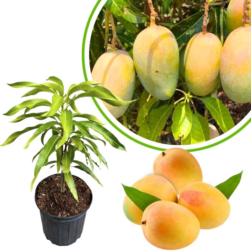 Sweet Mango Tree Live Plant, Tropical Fruit, 3 Gallon Pot by Unknown