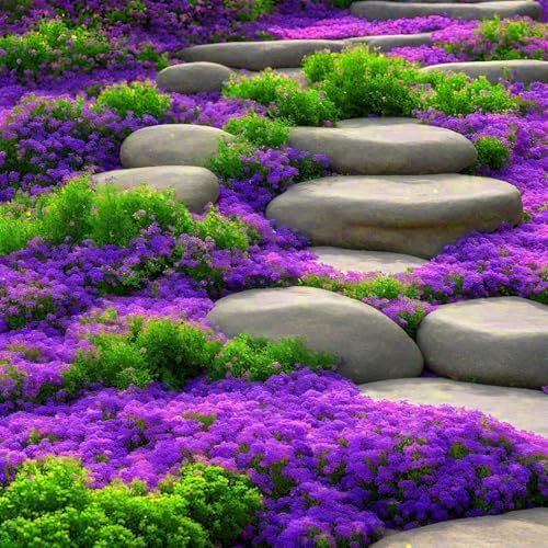20000pcs Purple Creeping Thyme Seed for Planting Flowers Seeds Perennial Ground Cover Plants, Lawn Alternative, Fragrant, Drought-Tolerant - Image 3