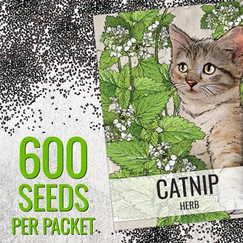 Seed Needs Catnip Seeds to Plant an Herb Garden - 1 Pack - Image 3
