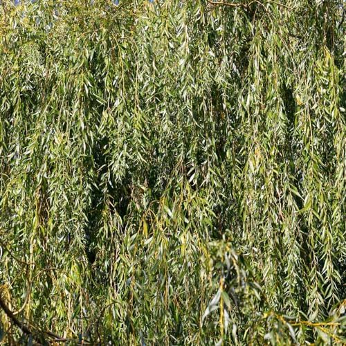 Brighter Blooms Weeping Willow Tree, 4-5 ft. - Image 4