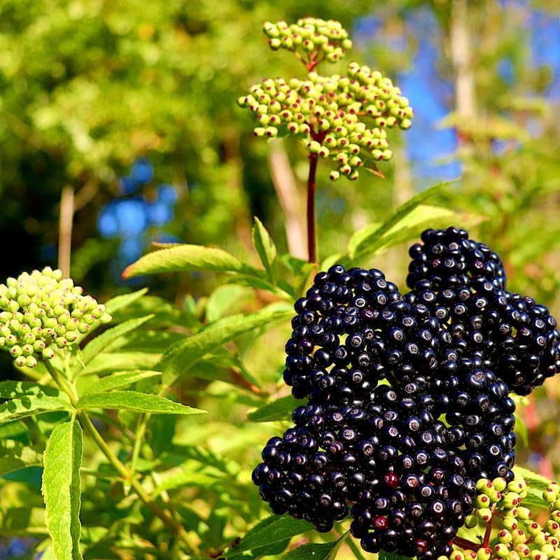 Black Elderberry Live Plant, 8-12 Inch Tall, Quart Pot - Image 2