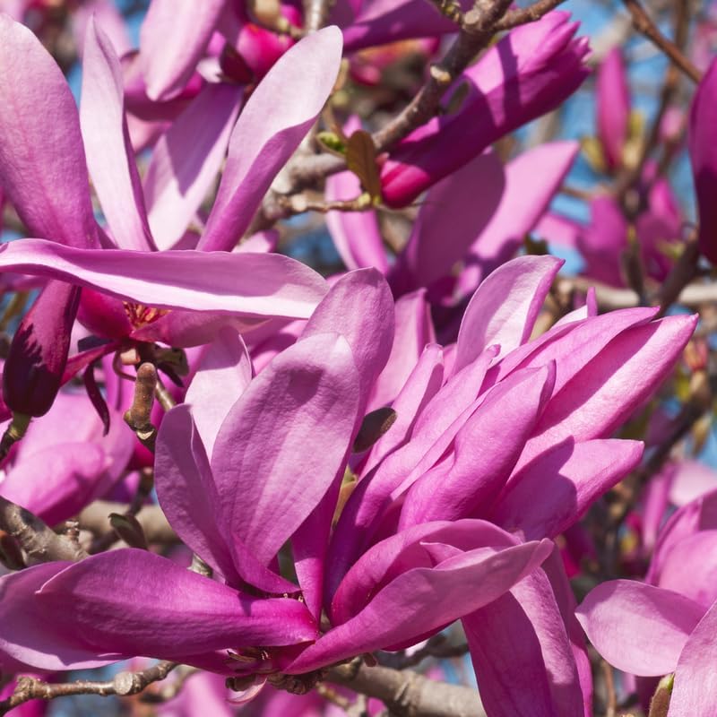 2 Saucer Magnolia Flower Trees Live Plants, Fragrant Bloom Tree - Image 2