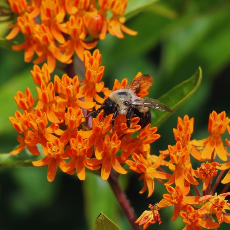 3 Orange Milkweed Live Plants, Asclepias Tuberosa Perennial - Image 4