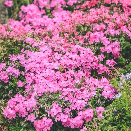 2 Red Creeping Phlox Plants Live, Outdoor Landscape Perennial - Image 6