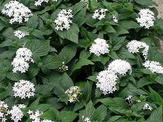 American Plant Exchange Penta 'White' – 6-Inch Pot – Live Flowering Plant with Bright White Star-Shaped Blooms, Heat-Tolerant Outdoor Annual for Gardens, Patios, Containers & Pollinator Landscapes - Image 4
