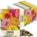 Seed Needs Cactus Zinnia Seeds to Plant Cut Flowers - 20 Packs by SeedNeeds