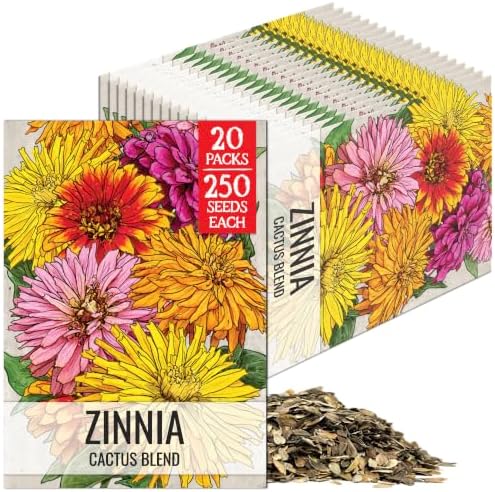 Seed Needs Cactus Zinnia Seeds to Plant Cut Flowers - 20 Packs by SeedNeeds