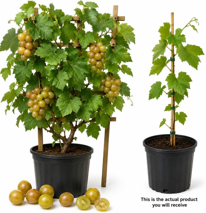 Muscadine Grape Climbing Vine Plant Live for Planting, Sweet Grape Plant 20 to 22 Inch Tall in 1 Gallon Pot for Home Garden, No in CA - Image 4
