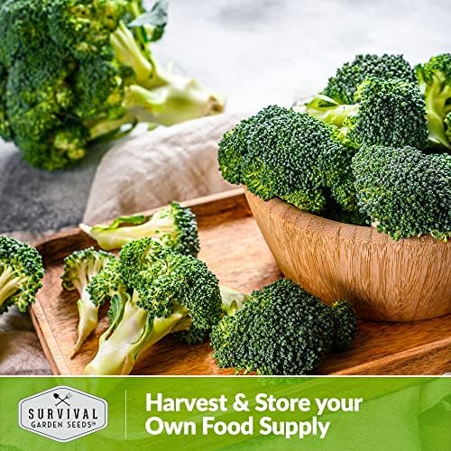 Green Sprouting Calabrese Broccoli Seeds for Planting (2 Packs) - Image 5