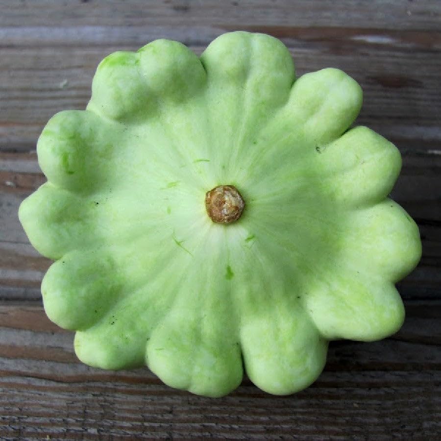 Benning's Green Tint Patty Pan (Bush Scallop Squash) Seeds - 50+ Green Tint, 60+ Yellow, 60+ White - 170+ Count - for 2026 Planting Heirloom Bush Scallop Summer Squash Patisson - Image 6