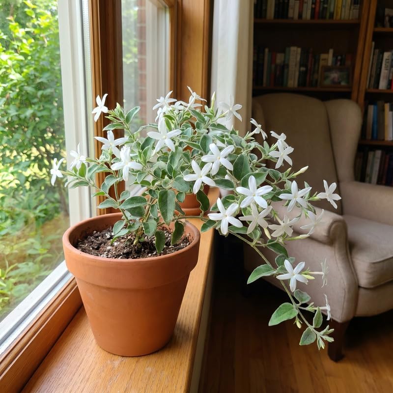 Climbing Star Jasmine Vine Live Plant, Patio Container Flower, 4-7 Inches - Image 6