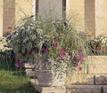 Outsidepride 500 Seeds Perennial Eragrostis Elliotii Blue Eros Ornamental Love Grass Seed for Planting by Outsidepride