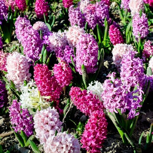 Complete Spring Flower Bulb Garden – Mixed Tulips, Daffodils & Hyacinths – 75 Bulk Bulbs for Colorful Spring Blooms – Easy Fall Planting - Plant in Gardens, Borders & Flowerbeds - Willard & May - Image 6