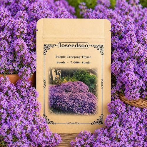Purple Creeping Thyme Seeds 7000+ Seeds, Thyme Seeds for Planting, Creeping Thyme Seeds Ground Cover, Perennial Ground Cover Seeds, Drought Tolerant Creeping Thyme for Garden Lawn Walkway Rock Garden by Unknown