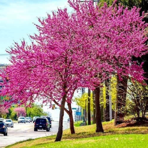 Eastern Redbud Tree - 10-16" Tall Live Plant - Quart Pot - Image 4