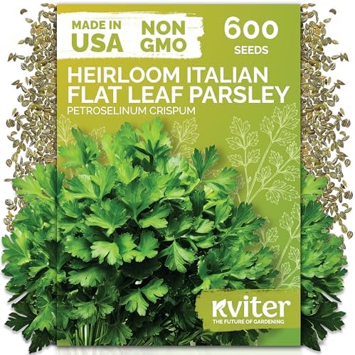 600 Flat Leaf Italian Parsley Heirloom Herb Seeds, Petroselinum Crispum by KVITER