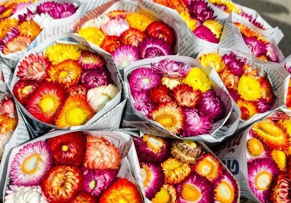 2500+ Mixed Strawflower Seeds for Planting - Non-GMO Heirloom Seeds, Drought Tolerant, Attracts Pollinators, Ideal for Pots, Cut Flower Garden, Dried Arrangements & Crafts - Image 5