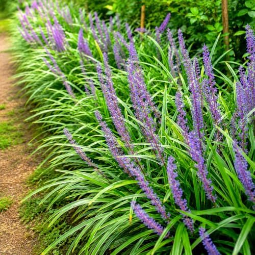 Variegated Liriope (Lilyturf) Grass - Live Plant - Gallon Pot - Image 3